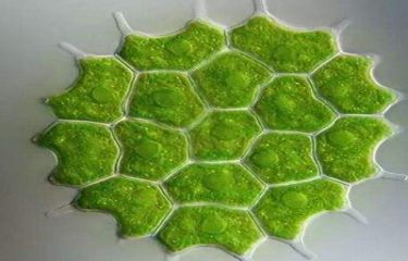 藻类多糖检测