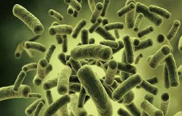 食用菌致病微生物检测
